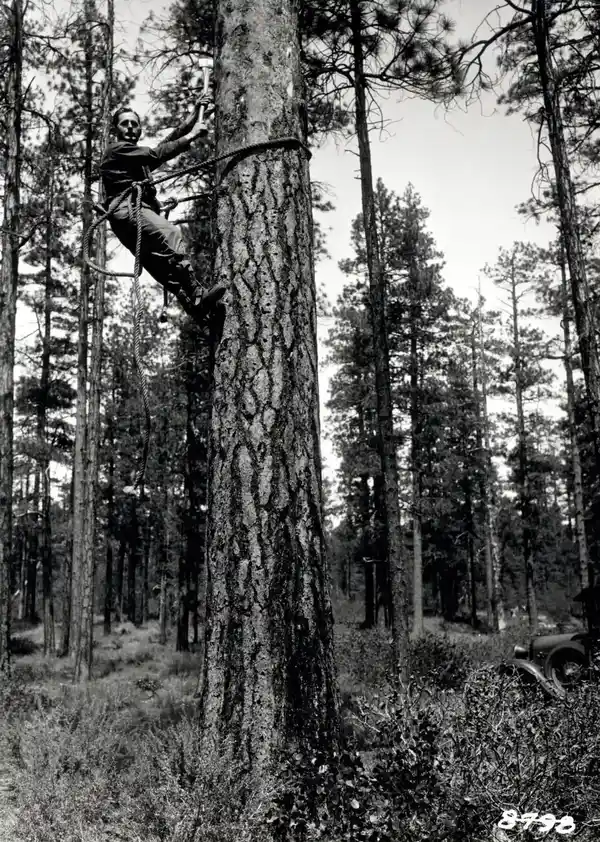 Arborist Services in Wichita