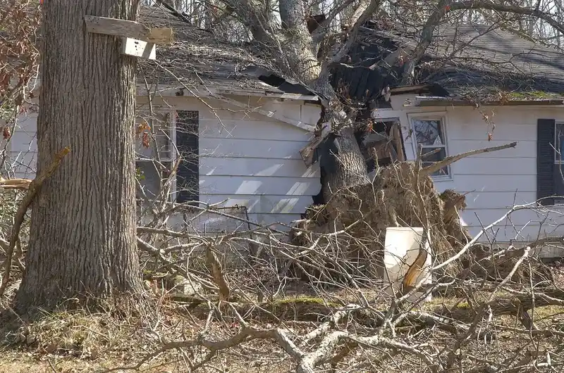 Emergency Tree Service in Wichita