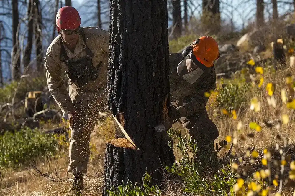 Tree Removal in Wichita