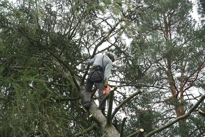 Tree Service in Wichita