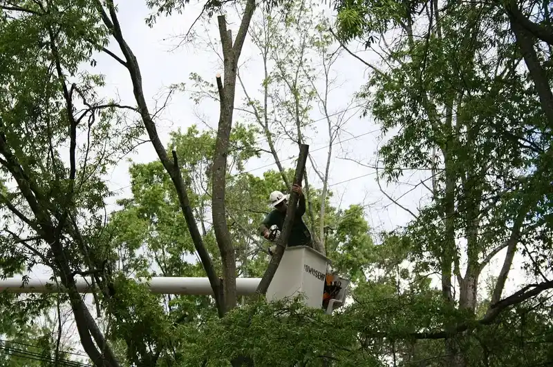 Tree Trimming & Pruning in Wichita